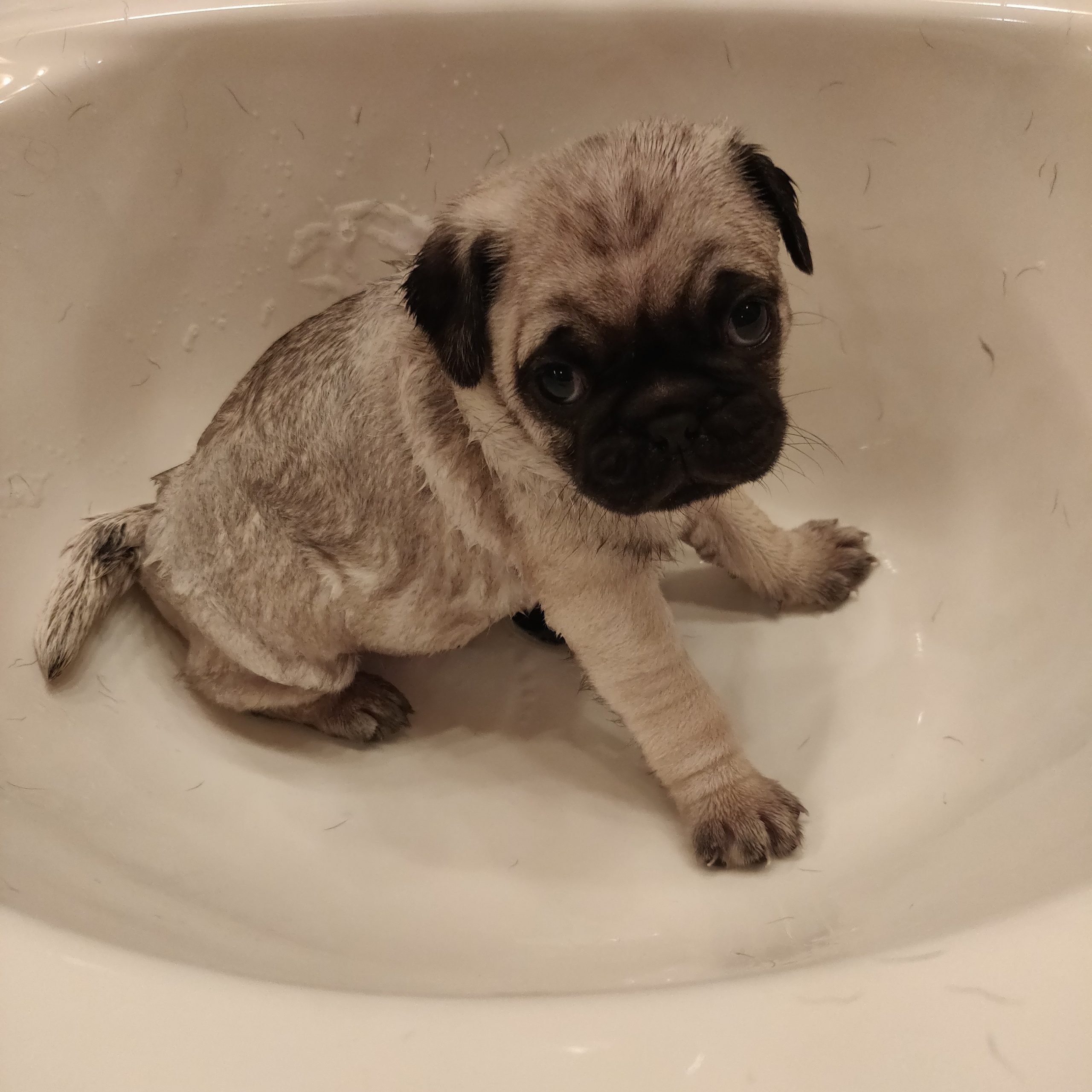 Pug Puppy Bath Time
