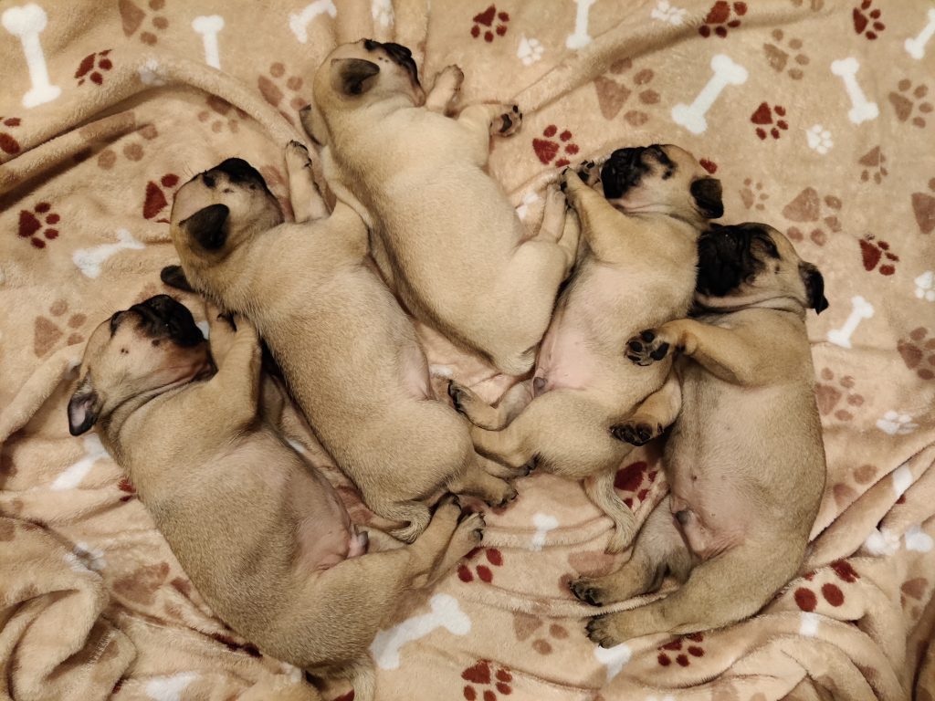 Sleeping Puppies - Mogi's Sept 14, 2023 litter